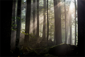 Kalkalpen Wald Morgenstimmung-m © ScienceVision