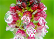 Orchideen stellen großen Anspruch an ihren Standort © Nationalpark Kalkalpenn